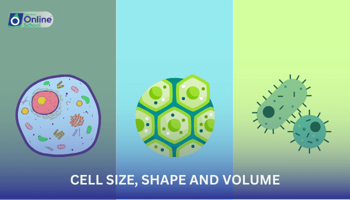 Lesson 14: The Geometry of Survival: Cell Size, Shape, and Surface Area to Volume Ratio